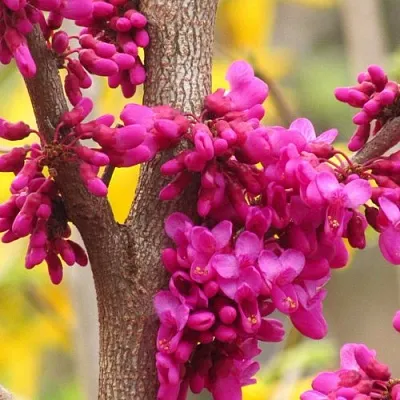 Церцис  Церцис в Екатеринбурге