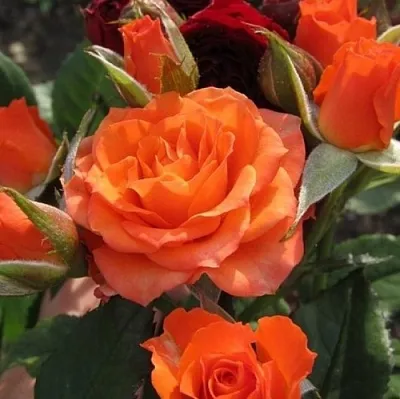 Саженцы роз АЛЕГРИЯ спрей  Саженцы роз АЛЕГРИЯ спрей в Екатеринбурге