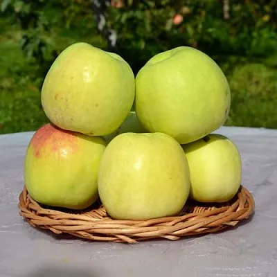 Яблоня БИРСКОЕ ГРУШЕВОЕ (БИЧИК) в Екатеринбурге