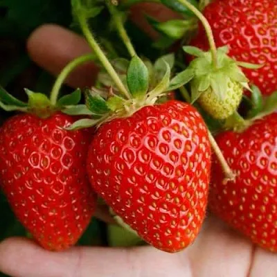 Клубника ПОРТОЛА ремонтантная  Клубника ПОРТОЛА ремонтантная в Екатеринбурге