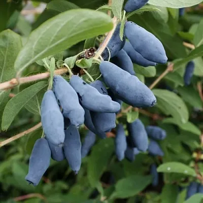 Жимолость съедобная ТОМИ японская  Жимолость съедобная ТОМИ японская в Екатеринбурге