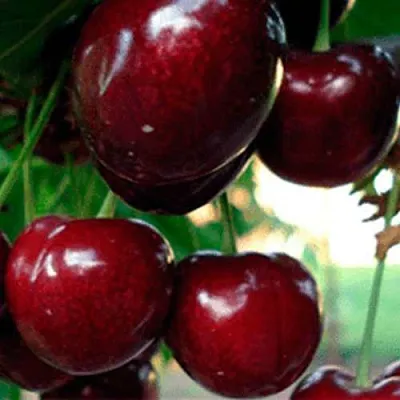 Черешня ВАСИЛИСА  Черешня ВАСИЛИСА в Екатеринбурге