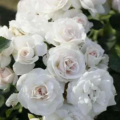 Саженцы роз АСПИРИН флорибунда  Саженцы роз АСПИРИН флорибунда в Екатеринбурге