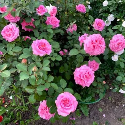 Саженцы роз ЭШЛИ чайно-гибридная — описание сорта Саженцы роз ЭШЛИ чайно-гибридная в Екатеринбурге