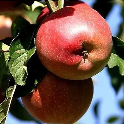 Яблоня АНТЕЙ КИЕВСКИЙ колонновидная  Яблоня АНТЕЙ КИЕВСКИЙ колонновидная в Екатеринбурге