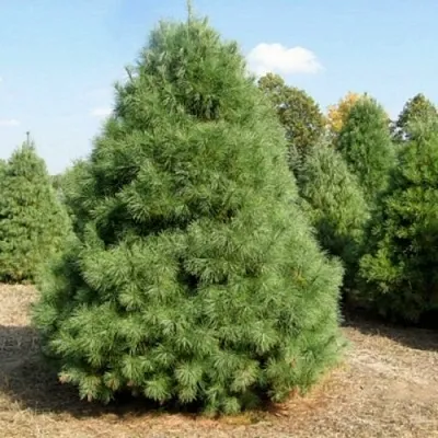 Сосна ВЕЙМУТОВА  Сосна ВЕЙМУТОВА в Екатеринбурге