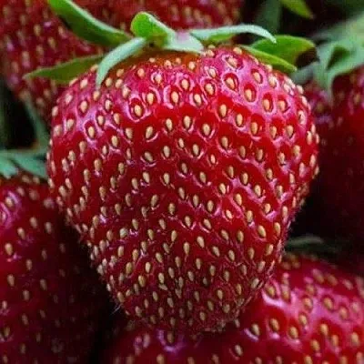 Клубника НАНДИ  Клубника НАНДИ в Екатеринбурге