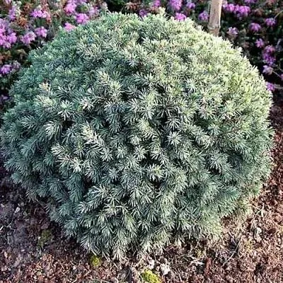 Ель ЭХИНИФОРМИС сизая  Ель ЭХИНИФОРМИС сизая в Екатеринбурге