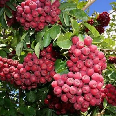 Рябина ГРАНАТНАЯ сладкоплодная — описание сорта Рябина ГРАНАТНАЯ сладкоплодная в Екатеринбурге