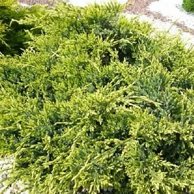 Можжевельник ГОЛД СТАР средний в Екатеринбурге