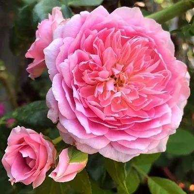 Саженцы роз ФРАНЦУЗСКОЕ ПЛАТЬЕ японская  Саженцы роз ФРАНЦУЗСКОЕ ПЛАТЬЕ японская в Екатеринбурге