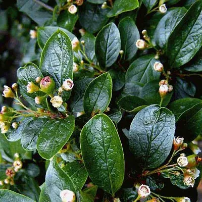 Кизильник  Кизильник в Екатеринбурге