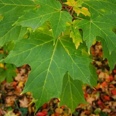 Клен сахарный  Клен сахарный в Екатеринбурге