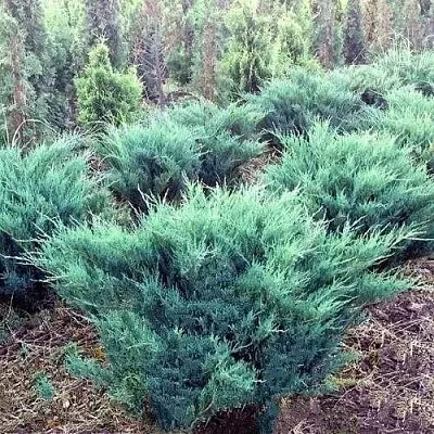 Можжевельник БЛЮ ДАНУБ казацкий  Можжевельник БЛЮ ДАНУБ казацкий в Екатеринбурге
