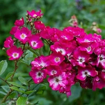 Саженцы роз МАРДЖОРИ ФЕЙР полиантовая  Саженцы роз МАРДЖОРИ ФЕЙР полиантовая в Екатеринбурге