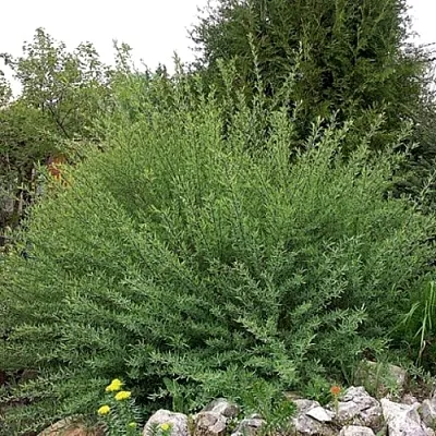 Ива НАНА  пурпурная   Ива НАНА  пурпурная  в Екатеринбурге