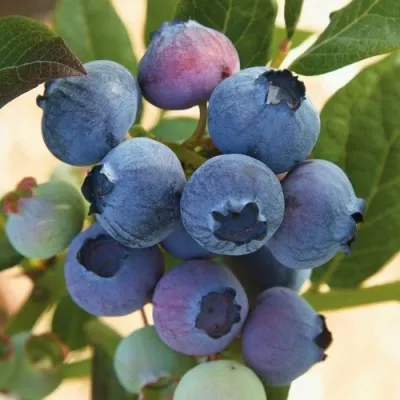 Голубика ОСОРНО — описание сорта Голубика ОСОРНО в Екатеринбурге