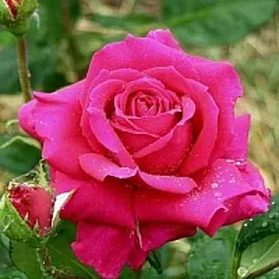 Саженцы роз ШАКИРА чайно-гибридная  Саженцы роз ШАКИРА чайно-гибридная в Екатеринбурге