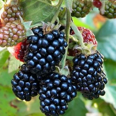 Ежевика ОУАЧИТА бесшипная — описание сорта Ежевика ОУАЧИТА бесшипная в Екатеринбурге