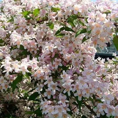 Кольквиция  Кольквиция в Екатеринбурге