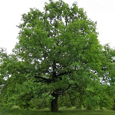Дуб черешчатый   Дуб черешчатый  в Екатеринбурге