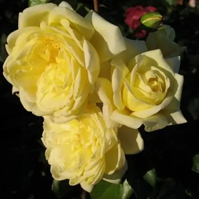 Саженцы роз КАЗИНО плетистая  Саженцы роз КАЗИНО плетистая в Екатеринбурге