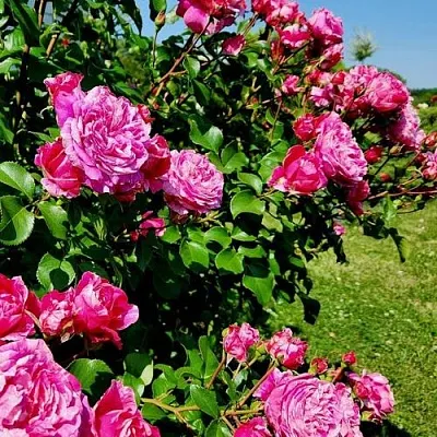 Саженцы роз ИНЕС САСТР плетистая  Саженцы роз ИНЕС САСТР плетистая в Екатеринбурге