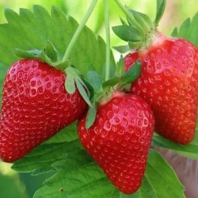 Клубника КЛОДИЯ  Клубника КЛОДИЯ в Екатеринбурге