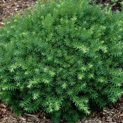 Тис ХИКСИ средний в Екатеринбурге