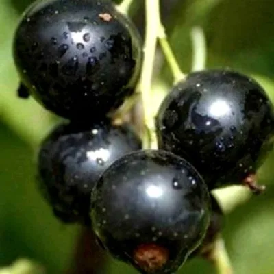 Смородина чёрная ВИНОГРАДНАЯ — описание сорта Смородина чёрная ВИНОГРАДНАЯ в Екатеринбурге