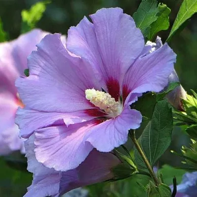 Гибискус  Гибискус в Екатеринбурге