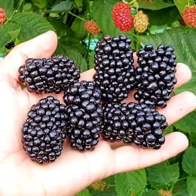 Ежевика ОУАЧИТА бесшипная — описание сорта Ежевика ОУАЧИТА бесшипная в Екатеринбурге