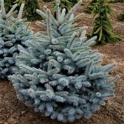 Ель МИСТИ БЛЮ голубая  Ель МИСТИ БЛЮ голубая в Екатеринбурге