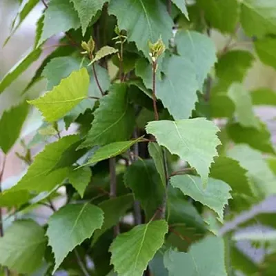 Береза ФАСТИГИАТА повислая   Береза ФАСТИГИАТА повислая  в Екатеринбурге