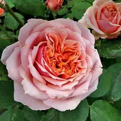 Саженцы роз ПОЛЬ БОКЮЗ шраб  Саженцы роз ПОЛЬ БОКЮЗ шраб в Екатеринбурге