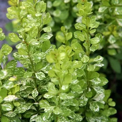 Барбарис ПАУ ВАУ тунберга  Барбарис ПАУ ВАУ тунберга в Екатеринбурге