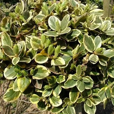 Бересклет КАНАДЕЙЛ ГОЛД   Бересклет КАНАДЕЙЛ ГОЛД  в Екатеринбурге