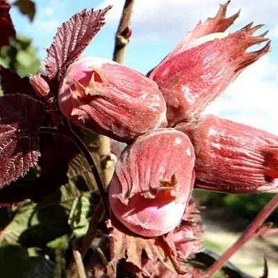 Фундук АЛЫЙ ПАРУС  Фундук АЛЫЙ ПАРУС в Екатеринбурге