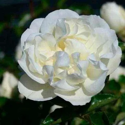 Саженцы роз ВАЙТ МЕЙДИЛАНД почвопокровная  Саженцы роз ВАЙТ МЕЙДИЛАНД почвопокровная в Екатеринбурге