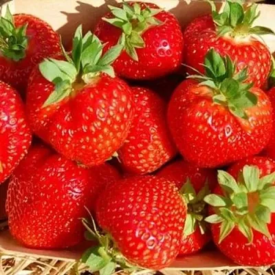 Клубника ЭЛЬСАНТА  Клубника ЭЛЬСАНТА в Екатеринбурге