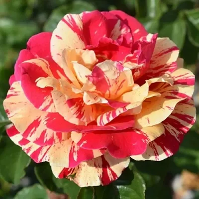 Саженцы роз ВАНИЛЛА ФРАЙЗ плетистая  Саженцы роз ВАНИЛЛА ФРАЙЗ плетистая в Екатеринбурге