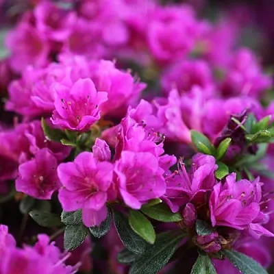 Азалия ХИРОКА японская  Азалия ХИРОКА японская в Екатеринбурге