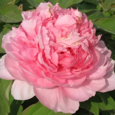 Пион ИМПЕРАТОРСКАЯ НАЛОЖНИЦА древовидный в Екатеринбурге