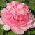 Пион ИМПЕРАТОРСКАЯ НАЛОЖНИЦА древовидный — описание сорта Пион ИМПЕРАТОРСКАЯ НАЛОЖНИЦА древовидный в Екатеринбурге
