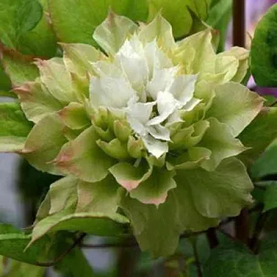 Клематис СЕН-НО-КЕЙЗ  Клематис СЕН-НО-КЕЙЗ в Екатеринбурге