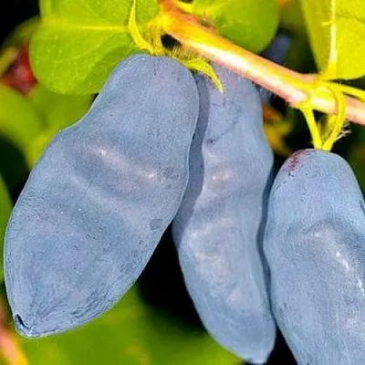 Жимолость съедобная ДЛИННОПЛОДНАЯ в Екатеринбурге