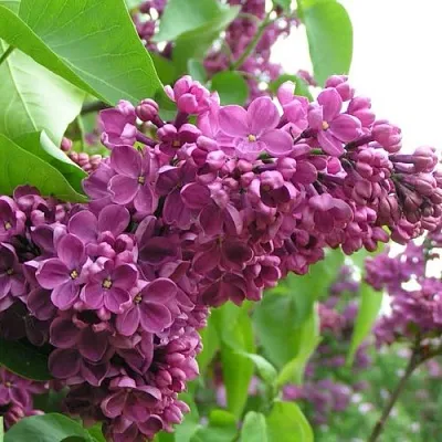 Сирень ДЕНЬ ПОБЕДЫ  Сирень ДЕНЬ ПОБЕДЫ в Екатеринбурге