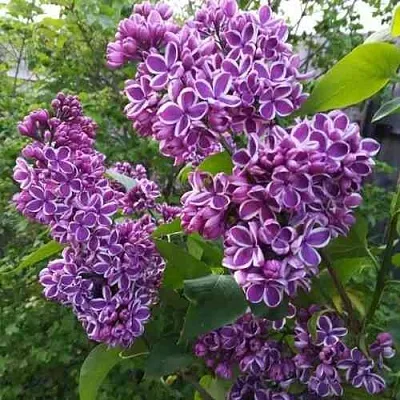 Сирень СЕНСАЦИЯ  Сирень СЕНСАЦИЯ в Екатеринбурге