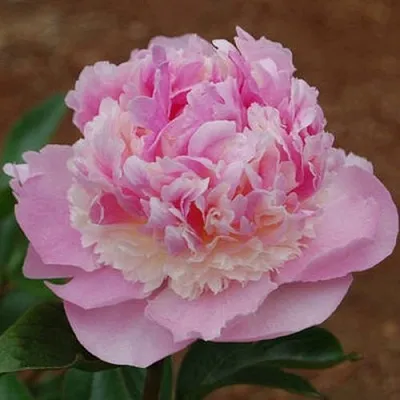 Пион ЭНДЖЕЛ ЧИКС травянистый в Екатеринбурге