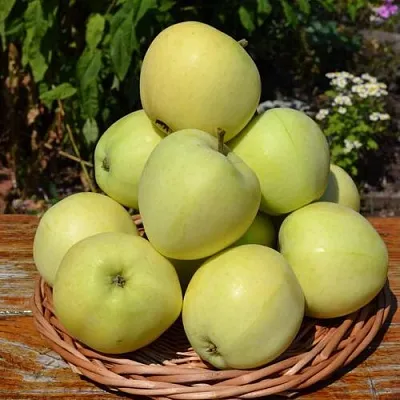 Яблоня ПАПИРОВКА в Екатеринбурге